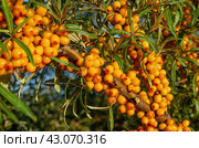 Средний Урал, плоды облепихи (Hippophae rhamnoides). The Middle Urals, sea buckthorn (Hippophae rhamnoides) fruits. Стоковое фото, фотограф Евгений Романов / Фотобанк Лори