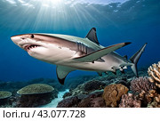 Blacktip ocean shark swimming in tropical underwaters. Sharks in underwater world. Observation of animal world. Scuba diving adventure in South Africa coast of RSA. Стоковое AI-изображение, AI-художник Aleksandr Golubev / Фотобанк Лори