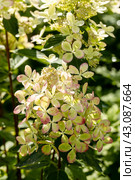 Huge petals of the delicate green color of the flowers of the paniculate hydrangea of the Pastel Green variety in the garden close-up. Стоковое фото, фотограф Ольга Сейфутдинова / Фотобанк Лори