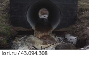 dirty jets of brown water are pouring down through a sewer in the park. Стоковое видео, видеограф Андрей Знаменский / Фотобанк Лори