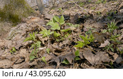 Южный Урал, побеги сныти обыкновенной (Aegopodium podagraria) в лесу весной. Southern Urals, shoots of ground elder (Aegopodium podagraria) in the forest in spring. Стоковое фото, фотограф Евгений Романов / Фотобанк Лори