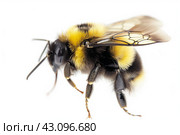 Close-up of Bumblebee Isolated on White. Стоковое AI-изображение, AI-художник Кирилл Черезов / Фотобанк Лори