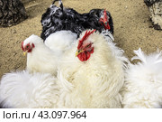 Pekin Bantam, Chickens breed Dwarf Cochin. Poultry on a farm or barnyard. The concept of agriculture, harvesting and breeding birds. White and black cochin roosters with hens on farm, poultry bird with comb. Стоковое фото, фотограф Iva Noel / Фотобанк Лори