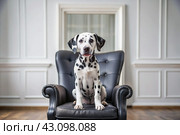 Portrait of a cute joyful Dalmatian dog. A banner with the image of a pet dog in the interior of a white and black living room. Стоковое AI-изображение, AI-художник Photojuli / Фотобанк Лори