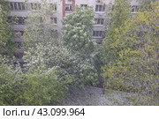 Майская метель в Москве. Погода окончательно испортилась, косой снег идет без остановки (2024 год). Стоковое фото, фотограф Наталья Николаева / Фотобанк Лори