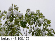 Рябина и снег. Стоковое фото, фотограф Богомолова Юлия / Фотобанк Лори
