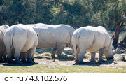 Group of white rhinoceros grazing in glade on sunny day. Стоковое фото, фотограф Яков Филимонов / Фотобанк Лори