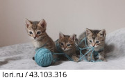 Взгляд симпатичных, маленьких котят которые играют клубком ниток на светлом фоне. Стоковое видео, видеограф Останина Екатерина / Фотобанк Лори