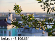 Яблоневый цвет на фоне Нижегородской духовной семинарии, Нижний Новгород. Стоковое фото, фотограф Андрей В. Карпов / Фотобанк Лори
