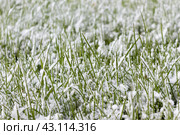 It suddenly snowed in the middle of spring. The concept of the vagaries of the weather. Стоковое фото, фотограф Татьяна Васильева / Фотобанк Лори
