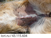 Surgical suture on the abdomen of a dog after sterilization surgery. Sterilization of stray animals. Стоковое фото, фотограф Коханова Наталья / Фотобанк Лори