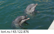 Two dolphins poked their heads out of the sea water and are waiting for fish near the pier. Dolphins Bottlenose dolphins. Mating season. Aquatic mammals of cetacean infraorder, family Delphinidae. Стоковое видео, видеограф Юлия Петровская / Фотобанк Лори