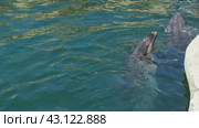 Two dolphins poked their heads out of the sea water and are waiting for fish near the pier. Dolphins Bottlenose dolphins. Mating season. Aquatic mammals of cetacean infraorder, family Delphinidae. Стоковое видео, видеограф Юлия Петровская / Фотобанк Лори