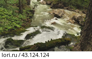 A stream of water cascades down the rocks and boulders into the mountain river below. The stream is surrounded by lush greenery, rocks and fallen tree trunks are covered with moss. Стоковое видео, видеограф Воловодов Владимир / Фотобанк Лори