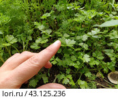 Parsley, or garden parsley Petroselinum crispum is species of flowering plant in the family Apiaceae. A young shoot of fresh green parsley or celery, grown in a box on the balcony. Hand demonstrates. Стоковое фото, фотограф Юлия Петровская / Фотобанк Лори