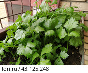 Parsley, or garden parsley Petroselinum crispum is species of flowering plant in the family Apiaceae. A young shoot of fresh green parsley or celery, grown in a box on the balcony. Стоковое фото, фотограф Юлия Петровская / Фотобанк Лори