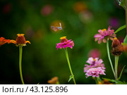Языкан обыкновенный или Хоботник обыкновенный (Macroglossum stellatarum) Стоковое фото, фотограф Андрей Бойков / Фотобанк Лори
