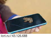 Photography of common small frog (rana temporaria, ground frog). Frog sits on the smartphone screen. Top view. Concept: alive organism vs. modern technology or you bought smatphone frog got out of it. Стоковое фото, фотограф YuryKara / Фотобанк Лори