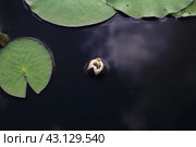 Фото цветка и листьев кувшинки в чёрной воде. Стоковое фото, фотограф Сергей Плехов / Фотобанк Лори