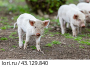 Грузия. Сенаки. Сельскохозяйственные животные - стадо поросят. Georgia. Senaki. Farm animals are a herd of piglets. Стоковое фото, фотограф Алексей Смышляев / Фотобанк Лори