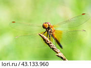 Портрет стрекозы на зеленом фоне. Крупный план. Макро.  Portrait of a dragonfly on a green background. Стоковое фото, фотограф Лариса Гордеева / Фотобанк Лори