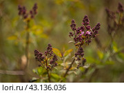 Сирень. Стоковое фото, фотограф Илья Канашкин / Фотобанк Лори