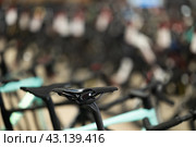 Modern sports bicycle saddles in shop. Rows of various sports bikes in bicycle shop. Стоковое фото, фотограф Яков Филимонов / Фотобанк Лори
