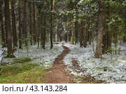 Весенний лес после майского снегопада. Стоковое фото, фотограф Елена Коромыслова / Фотобанк Лори