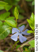 Flower of common periwinkle, lesser periwinkle, small-leaved periwinkle (Vinca minor) Стоковое фото, фотограф Александр Курлович / Фотобанк Лори