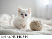 Pets. A small fluffy white kitten is playing with a ball of yarn on a white bed. A curious kitten lies on a white blanket and looks at the camera. Textiles, knitting. Стоковое AI-изображение, AI-художник Photojuli / Фотобанк Лори