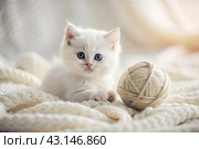 Pets. A small fluffy white kitten is playing with a ball of yarn on a white bed. A curious kitten lies on a white blanket and looks at the camera. Textiles, knitting. Стоковое AI-изображение, AI-художник Photojuli / Фотобанк Лори