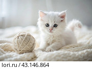Pets. A small fluffy white kitten is playing with a ball of yarn on a white bed. A curious kitten lies on a white blanket and looks at the camera. Textiles, knitting. Стоковое AI-изображение, AI-художник Photojuli / Фотобанк Лори