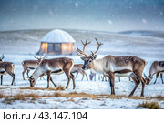 Reindeer graze against the background of a tundra landscape and a winter yurt. Snow is falling. Snowstorm. Стоковое AI-изображение, AI-художник Photojuli / Фотобанк Лори