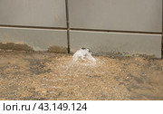 Фонтан воды бьющий из стена здания. Липецк. (2024 год). Редакционное фото, фотограф Евгений Будюкин / Фотобанк Лори