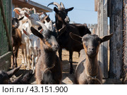 Молодые козы выходят на прогулку. Козы выглядывают за ворота загона. Стоковое фото, фотограф Фотиния Куимова / Фотобанк Лори