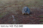 The beautiful turtle Astrochelys radiata is endemic to Madagascar. The reptile rests on the ground strewn with fallen coniferous needles. A patterned shell, head, eyes, and paws are visible. Full-face. Стоковое фото, фотограф Вера Ивановна Кубарева / Фотобанк Лори