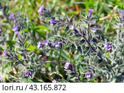 Flowering alkanet or dyers' bugloss (lat.- alcanna tinctoria tausch) (2024 год). Стоковое фото, фотограф Irina Opachevsky / Фотобанк Лори