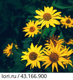 False yellow sunflower grows in summer flower garden. Стоковое фото, фотограф Александра Конопля / Фотобанк Лори