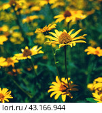 False yellow sunflower grows in summer flower garden. Стоковое фото, фотограф Александра Конопля / Фотобанк Лори