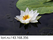 Красивая белая кувшинка (лат. Nymphaea) на темном фоне воды в пруду.  beautiful white water lily. Стоковое фото, фотограф Лариса Гордеева / Фотобанк Лори