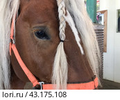 NANOSY, BELARUS 18 MAY 2024 Horse's head. Pigtails are braided on the mane. The look of a horse. Ethno-cultural tourist complex "Nanosy Rest" Редакционное фото, фотограф Vadzim Yakubovich / Фотобанк Лори