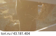 Man scatters dry hay for pets, sunset  Мужчина разбрасывает сухое сено для домашних животных, закат. Стоковое видео, видеограф Опока Алексей / Фотобанк Лори
