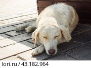 Homeless dog sleeping on the floor, Sleeping street dog. Стоковое фото, фотограф Глущенко Елена / Фотобанк Лори