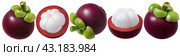 Mangosteen set. Several options of fruit isolated on white background. Стоковое фото, фотограф Катерина Ковалева / Фотобанк Лори