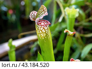 Саррацения (лат. Sarracenia) — хищное  насекомоядное растение на размытом зеленом фоне.   Close-up of a flower of Sarracenia (Latin Sarracenia) - a carnivorous insectivorous plant on a blurred background. (2020 год). Редакционное фото, фотограф Лариса Гордеева / Фотобанк Лори