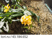 Снег на желтых цветах. Стоковое фото, фотограф Роман Лукьянов / Фотобанк Лори