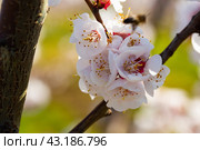 Beautiful blooming apricot trees in spring garden. Стоковое фото, фотограф Яков Филимонов / Фотобанк Лори