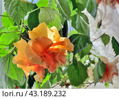 Гибискус махровый (Hibiscus rosa-sinensis) или китайская роза, комнатный цветок. Стоковое фото, фотограф Владимир Литвинов / Фотобанк Лори