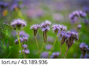 Field of phacelia in Chuvashia,filmed on a cloudy day. Стоковое фото, фотограф Андриян Григорьевич Чаркин / Фотобанк Лори