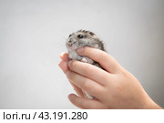 Милый питомец хомяк в детских руках на сером фоне. Стоковое фото, фотограф Дорощенко Элла / Фотобанк Лори